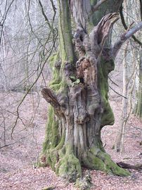 A wierd beech in the nearby Ancient Woodland