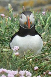 Puffins at Sumburgh Head Nature Reserve