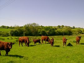 Devon cattle
