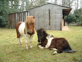 The Shetland Ponies