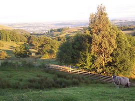 Summer evening view from cottage