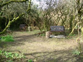 the woodland garden