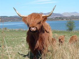 Highland Cow