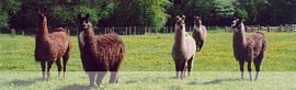 llamas in the fields