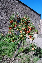 Crab Apple tree and the cottages