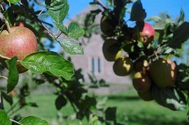 The orchard at Old King Street Farm