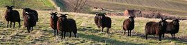 Our Hebridean Sheep