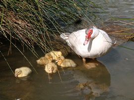 Muscovy Ducklings on Village Pond