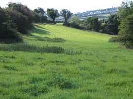 Lower pasture