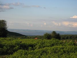 Quantocks view 