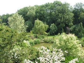 The pond in summer