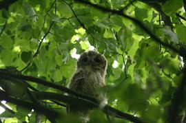 baby owl Aug 08