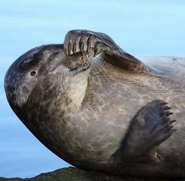 Seal in Breiwick Bay 