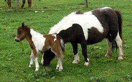 Shetland Ponies