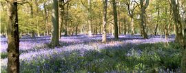 Bluebells in nearby woodland