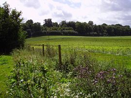 View from Garden